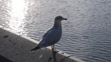 Işıldayan suyun yanındaki beton çıkıntıya tünemiş yalnız martı. Güneş dalgalanan yüzeyi yansıtırken kuş etrafına bakar.