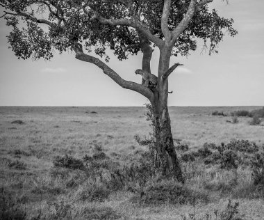 Vahşi leopar, Masai Mara Ulusal Rezervi 'ndeki bir safari sırasında Afrika savanasında bir ağacın dalında dinleniyor.