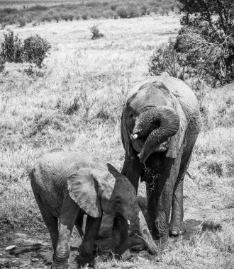 Afrika filleri, Afrika savanasındaki bir su birikintisinde canlanıp hortumlarıyla oynuyorlar.