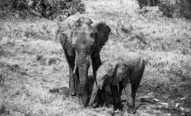 Anne fil ve yavrusu, yemyeşil otlar ve vahşi yaşamla çevrili Afrika savanındaki küçük bir göletten su içiyorlar.