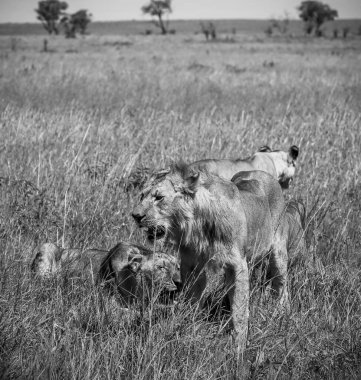 Serengeti Ulusal Parkı, Tanzanya 'daki safari sırasında Afrika savanasının uzun otlarında yürüyen bir grup aslan.