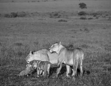 İki dişi aslan yavrularıyla birlikte savanada duruyor ve onları potansiyel tehlikelerden koruyorlar.