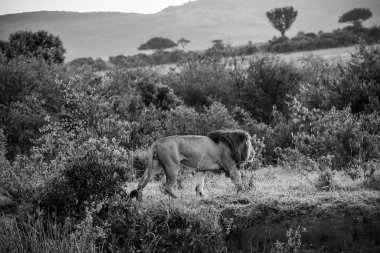 Muhteşem yelesi olan erkek aslan Afrika savanasında yürüyor, güneşin sıcacık parıltısında güneşleniyor.