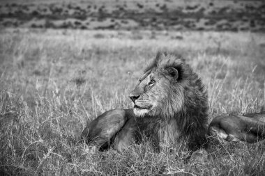 Afrika savanasının yemyeşil otlarında dinlenen büyük erkek aslan, dikkatle bir şeyi izliyor.