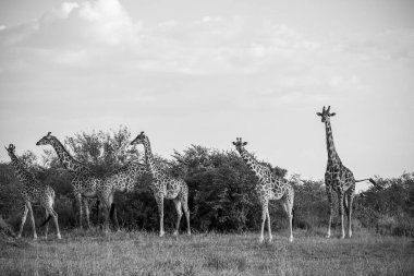 Afrika ovalarında bulutlarla kaplı güneşli bir gökyüzünün altında zarif bir şekilde duran bir grup zürafa vahşi hayatın güzelliğini somutlaştırıyor.