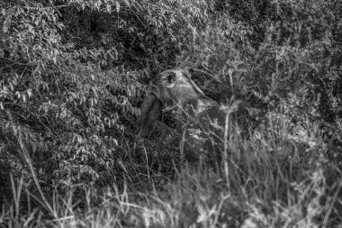 Dişi aslan, yavrusunu yavaşça yoğun bitki örtüsünün içinden geçirir. Afrika 'daki doğal yaşam alanlarının yemyeşil arazisinde gezinir.