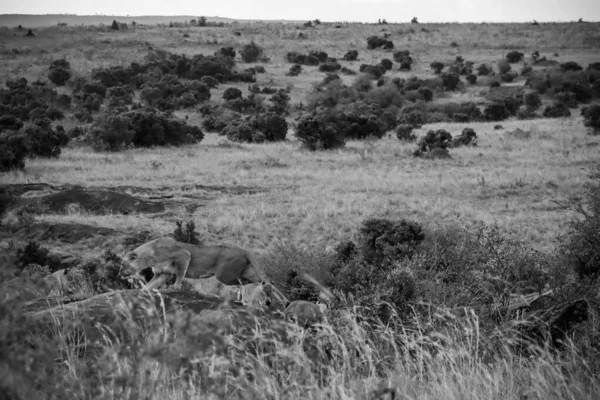 Kenya 'daki Masai Mara Ulusal Rezervi' nde kayaların üzerinde yürüyen dişi aslan ve ardından gelen yavruları.