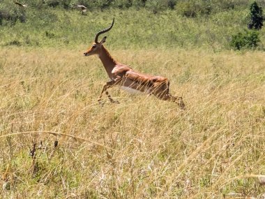 İmpala antilopları, Afrika savanalarında hız ve özgürlüklerini göstererek koşarken, kuru altın çayırlarda koşup zıplıyorlar.