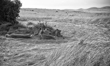 Afrika savanasının uzun otlarında uzanan bir grup aslan Kenya 'nın canlı manzarasının sıcak güneşinin tadını çıkarıyorlar.