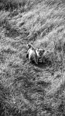 Kenya 'nın engin bozkırlarında yürüyen iki oyuncu aslan yavrusu unutulmaz bir safari deneyimi sırasında maceralarının tadını çıkarıyorlar.