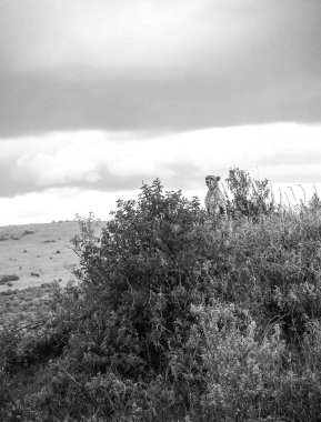 Uçsuz bucaksız savanadaki bir çalılıkta zarif bir şekilde duran çita, Kenya 'nın vahşi doğasında bulutlu bir gökyüzünün altında çevresini gözlemliyor.