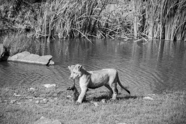 Genç bir aslan göletin kenarında yürüyor, gururla ölü bir kuşu ağzında taşıyor, vahşi hayatta kalmanın acı gerçeklerini gösteriyor.