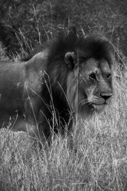 Muhteşem yelesi olan erkek aslan, gururla altın kuru çimenlerde duruyor, Afrika 'nın vahşi savanasının özünü somutlaştırıyor.