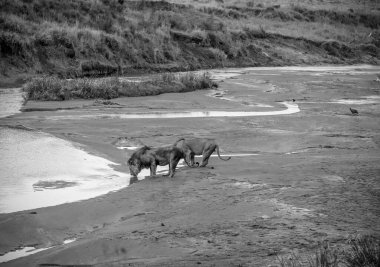 Kenya 'daki Maasai Mara Ulusal Rezervi' nde safari sırasında savanadaki nehirden su içen birkaç aslan.
