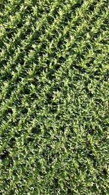 Hava aracı büyük yeşil bir mısır tarlasının üzerinde yavaşça uçuyor. Yaz güneşi tarımın üzerinde parlıyor, dokusunu ortaya çıkarıyor.