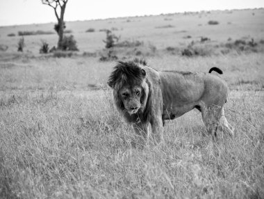 Görkemli aslan, Afrika savanasının uzun otlarında zarifçe yürüyor, Kenya safarisi sırasında vahşi doğanın ruhunu somutlaştırıyor.