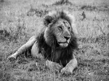 Afrika savanasının yemyeşil otlarında dinlenen güçlü erkek aslan doğanın vahşi güzelliğinin ortasında huzurlu bir anın tadını çıkarıyor.