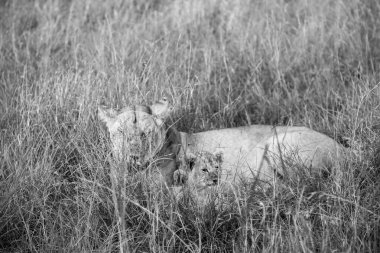 Dişi aslan, yavrusuyla birlikte Afrika savanasının uzun otlarında dinleniyor. Anneliğin özünü ve vahşi doğadaki korumayı somutlaştırıyor.