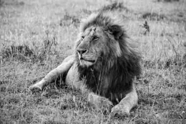 Afrika savanasının çimlerinde dinlenen güçlü erkek aslan başarılı bir avdan sonra bir dakikalık sükunetin tadını çıkarıyor.