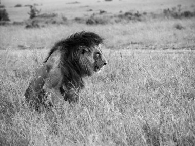 Afrika savanasının uzun otlarında dinlenen vahşi erkek aslan doğal ortamında kraliyet varlığını sergiliyor.