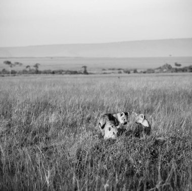 Bir grup aslan yavrusu Kenya 'daki Masai Mara Ulusal Rezervi' nde günbatımında uzun otların arasında bir av yiyorlar.