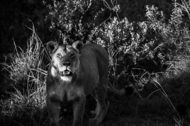 Dişi aslan zarif bir şekilde Afrika ormanlarında yürüyor, baş döndürücü bir günbatımının sıcacık parıltısıyla banyo yapıyor, doğanın vahşi ruhunu somutlaştırıyor.