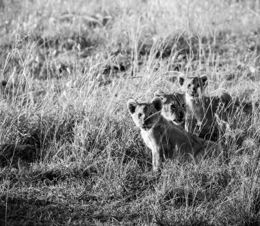 Afrika savanasının uzun otlarında saklanan üç aslan yavrusu ve arka planda dinlenen diğer aslanlar.