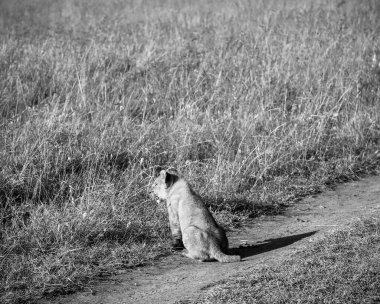 Genç aslan toprak bir yolda dinleniyor, Afrika bozkırlarında uzun otlarla çevrili, sıcak güneş ışığının tadını çıkarıyor.