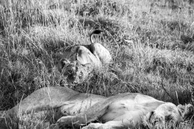 Genç aslan yavrusu, annesi yakınlarda uyurken Afrika savanının uzun otlarında dinleniyor.