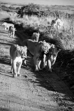 Dişi aslanlar ve onların neşeli yavruları vahşi yaşam macerasının özünü somutlaştıran geniş Afrika savanlarında toprak bir yolda yürüyorlar.