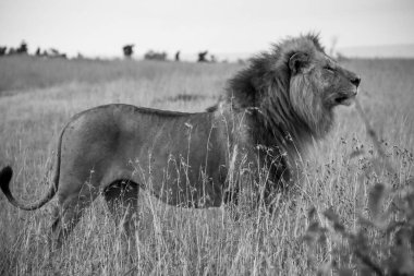 Vahşi erkek aslan Masai Mara Ulusal Rezervi 'nin uzun otlarında görkemli bir şekilde duruyor, Kenya' nın vahşi hayatının güzelliğini gözler önüne seriyor.