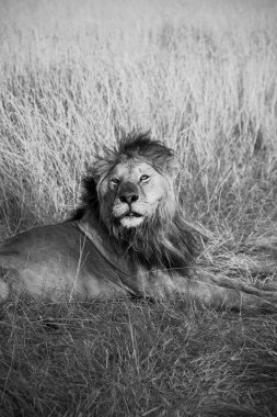 Erkek aslan, batan güneşin sıcacık ışığıyla aydınlanan Afrika savanasının uzun otlarında yatıyor.
