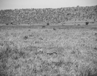 Vahşi leopar, Afrika savanasının uzun otlarının arasında sinsice hareket ediyor. En iyi yırtıcının zarafet ve gücünü sergiliyor.