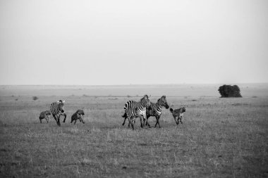 Günbatımında Afrika ovalarında zebraları kovalayan sırtlanlar vahşi yaşamın özünü ve avın heyecanını yakalıyorlar.