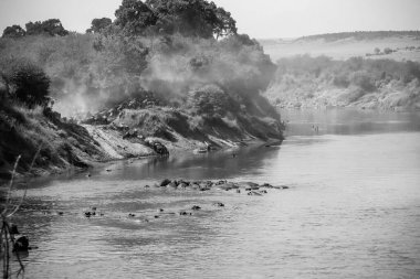 Kenya 'daki Maasai Mara Ulusal Rezervi' ndeki büyük göç sırasında bir antilop sürüsü nehri geçerken bir grup su aygırı Mara Nehri 'nde soğuyor.