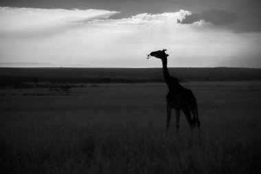 Afrika savanasında günbatımında yaprakları yiyen bir zürafanın silueti dramatik ve canlandırıcı bir sahne yaratıyor.