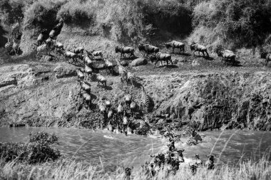 Antilop sürüsü ve birkaç zebra Serengeti Ulusal Parkı 'ndaki büyük göç sırasında Mara Nehri' ni geçiyorlar.