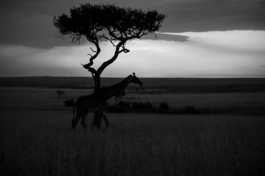 Siluetli zürafa günbatımında Afrika ovasında zarif bir şekilde yürüyor, görkemli bir akasya ağacı tarafından canlı bir gökyüzüne karşı çerçevelenmiş.