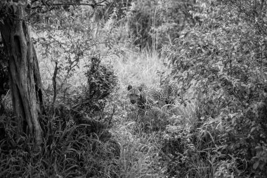 Vahşi leopar, Afrika savanasının sık ormanlarında zarifçe yürüyor. Vahşi doğanın ve doğal güzelliğin özünü somutlaştırıyor.