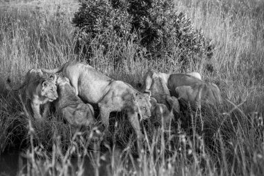 Bir grup genç aslan bir göletin etrafında toplandı, sıcak güneşin tadını çıkarırken Afrika 'nın geniş ovalarında su içtiler.