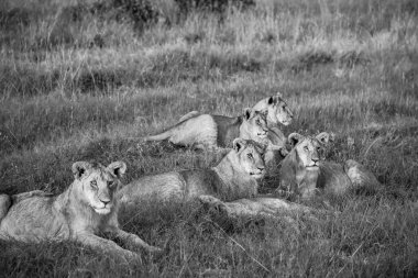 Uzun otların üzerinde dinlenen dişi aslanlar geniş Afrika savanasının üzerinde güneşin sıcacık parıltısında güneşleniyorlar.