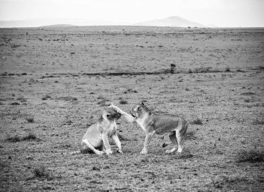 İki dişi aslan, Kenya 'nın Masai Mara' sının çarpıcı manzarasının ortasında doğal davranışlarını sergiliyorlar.