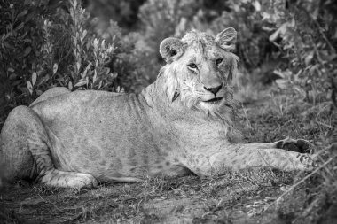 Görkemli genç erkek aslan, yeşil çalılarla çevrili Afrika savanasında uzanıyor, dinlenmenin tadını çıkarıyor.