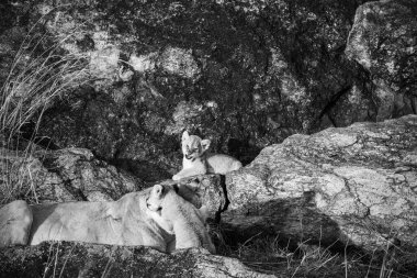 Aslan yavruları anne aslanlarının yanında güneşli kayalarda rahatça dinleniyor. Afrika savanasının sakin atmosferinin tadını çıkarıyorlar.