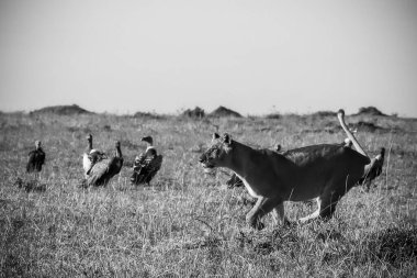 Arkasında akbabalar tünemiş, vahşi Afrika 'nın özünü yakalayan dişi aslan savanada zarifçe yürüyor.