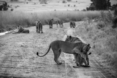 Dişi aslan, arka planda, Afrika ovalarında, toprak bir yolda yavrusuna şefkat gösteriyor.