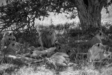 Bir ağacın serin gölgesinde uzanan aslan sürüsü, sıcak güneşin altındaki engin Afrika savanasında huzurlu bir anın tadını çıkarıyor.