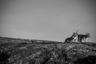 İki aslan yavrusu, vahşi hayatın ruhunu somutlaştıran parlak mavi gökyüzünün altında Afrika savanasının kayalık arazisini neşeyle keşfediyor.