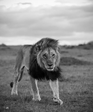 Bulutlu bir öğleden sonra bozkırda yürüyen görkemli aslan Masai Mara Ulusal Rezervi 'nde çarpıcı bir vahşi yaşam sahnesi yaratıyor.