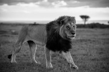 Afrika savanasında güvenle yürüyen koyu yeleli görkemli bir aslan çarpıcı bir günbatımının sıcacık parıltısıyla yıkandı.